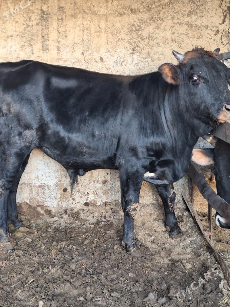 Okuz - Büzmeýin - img 4