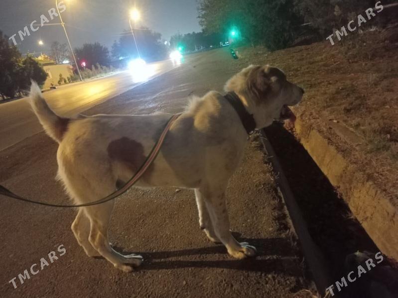 Alabay gujuk it - Ашхабад - img 5