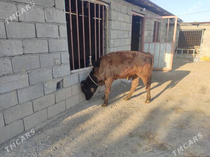 2 okuz - Gökdepe - img 9