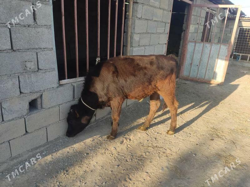 2 okuz - Gökdepe - img 8