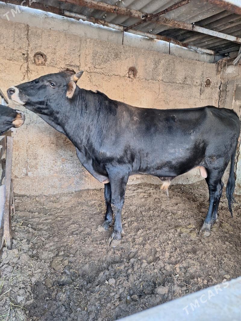 Okuz - Büzmeýin - img 2