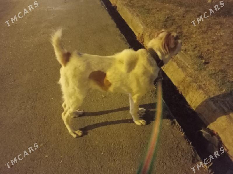 Alabay gujuk it - Ашхабад - img 6