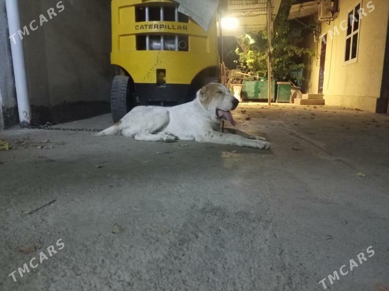 Alabay gujuk it - Ашхабад - img 2