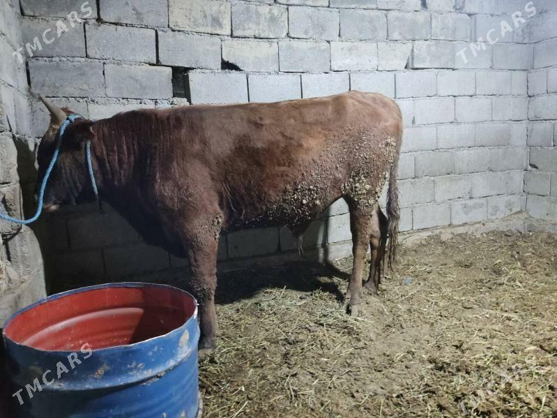 2 okuz - Gökdepe - img 2