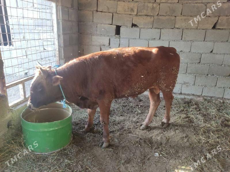 2 okuz - Gökdepe - img 5