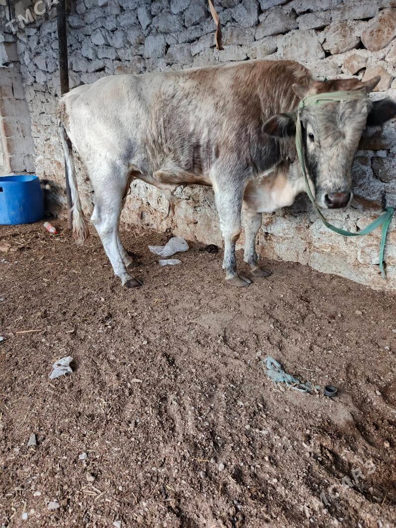 okuz - Balkanabat - img 2