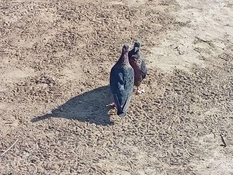 kepderi - Mary - img 3