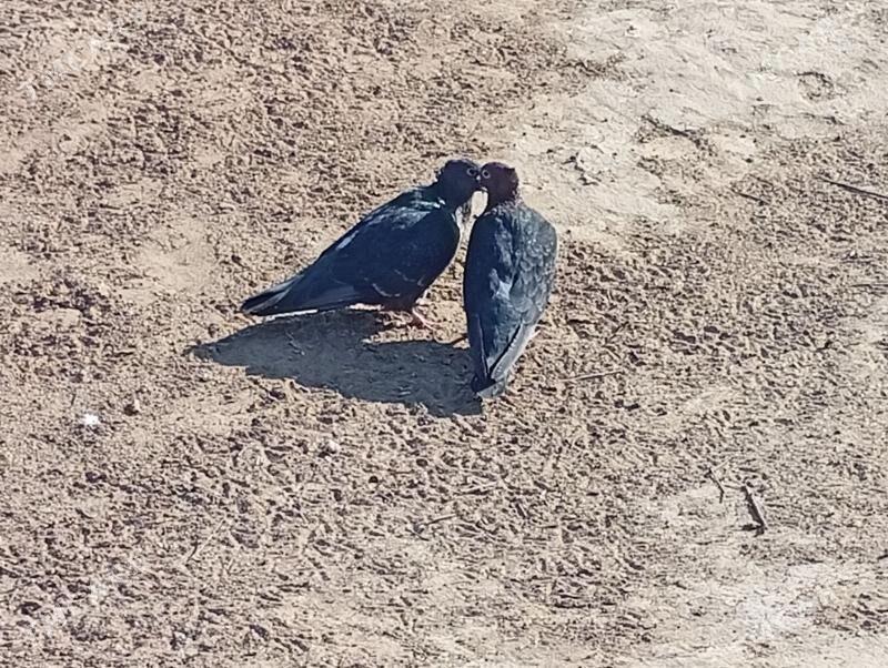 kepderi - Mary - img 4