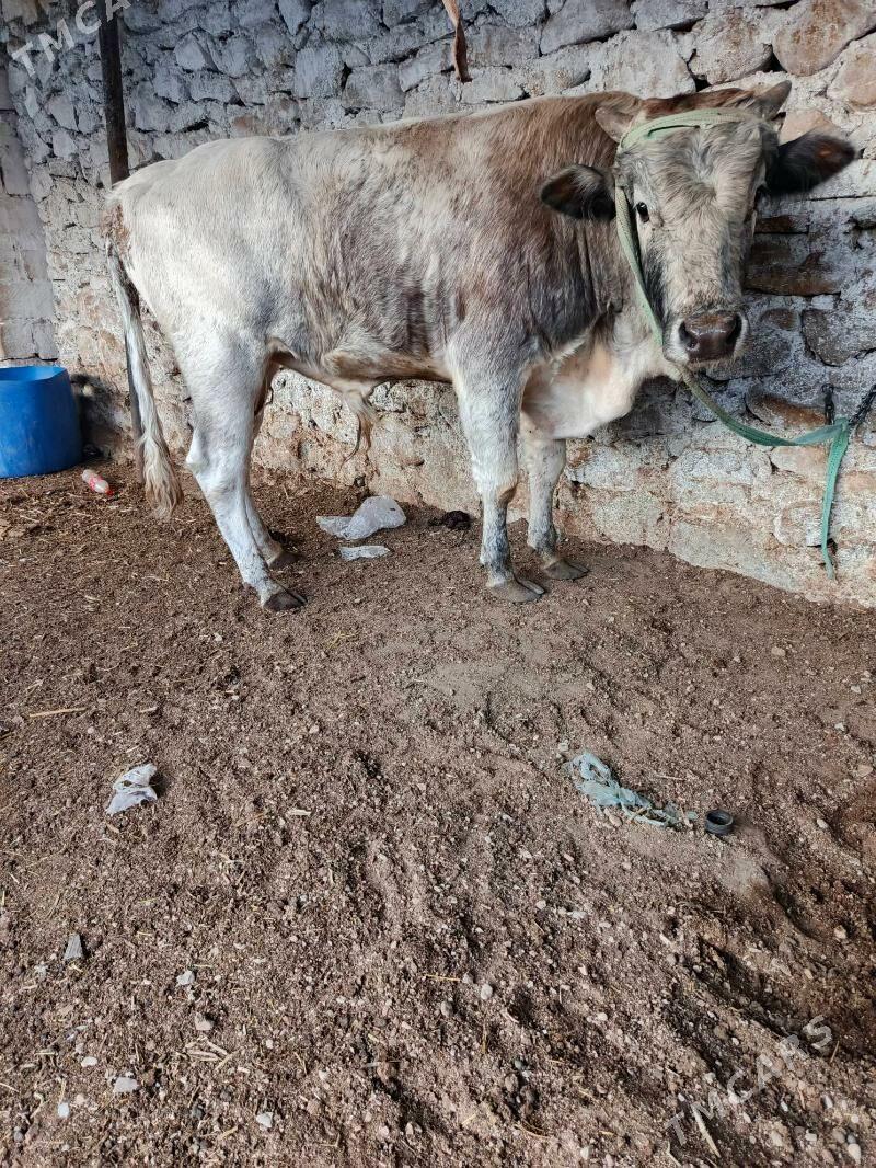 okuz - Balkanabat - img 3