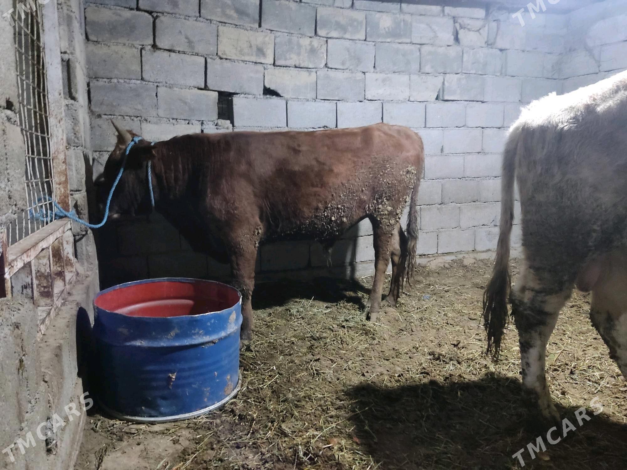 2 okuz - Gökdepe - img 3