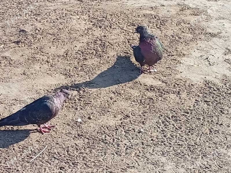 kepderi - Mary - img 2