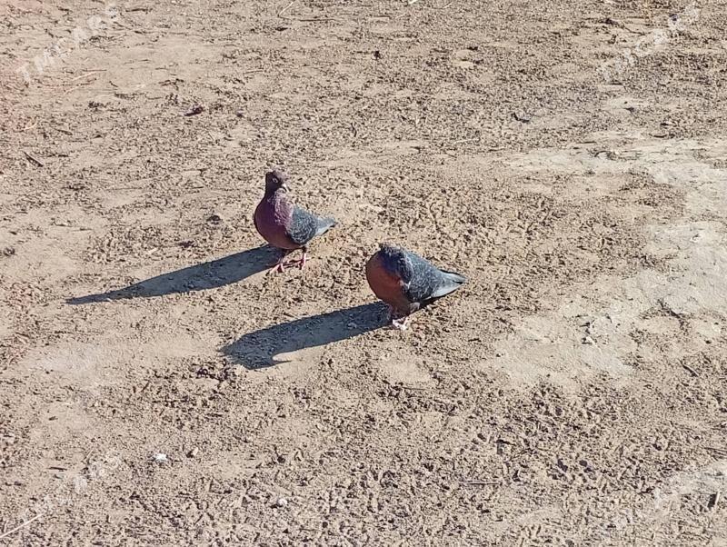 kepderi - Mary - img 5