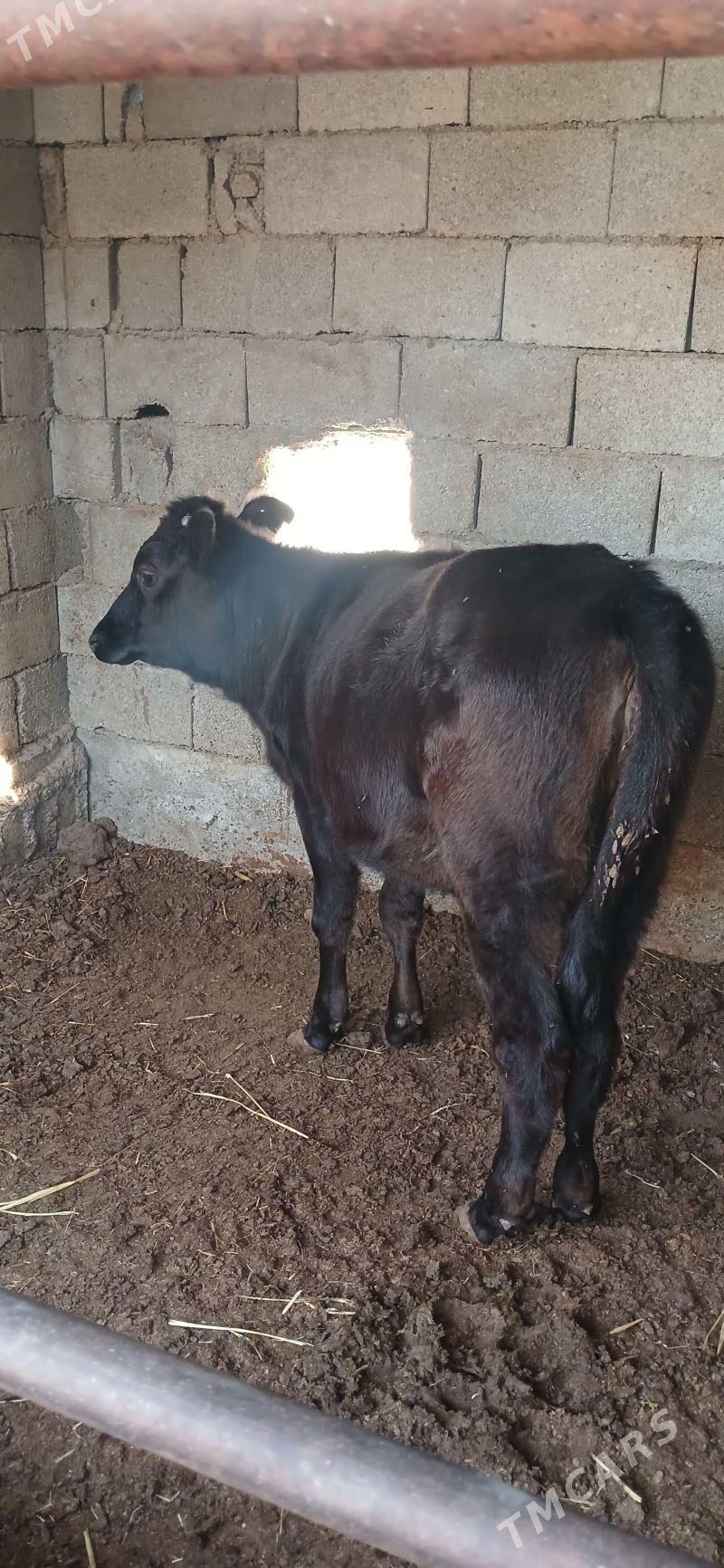 Tüwe - Чоганлы - img 3