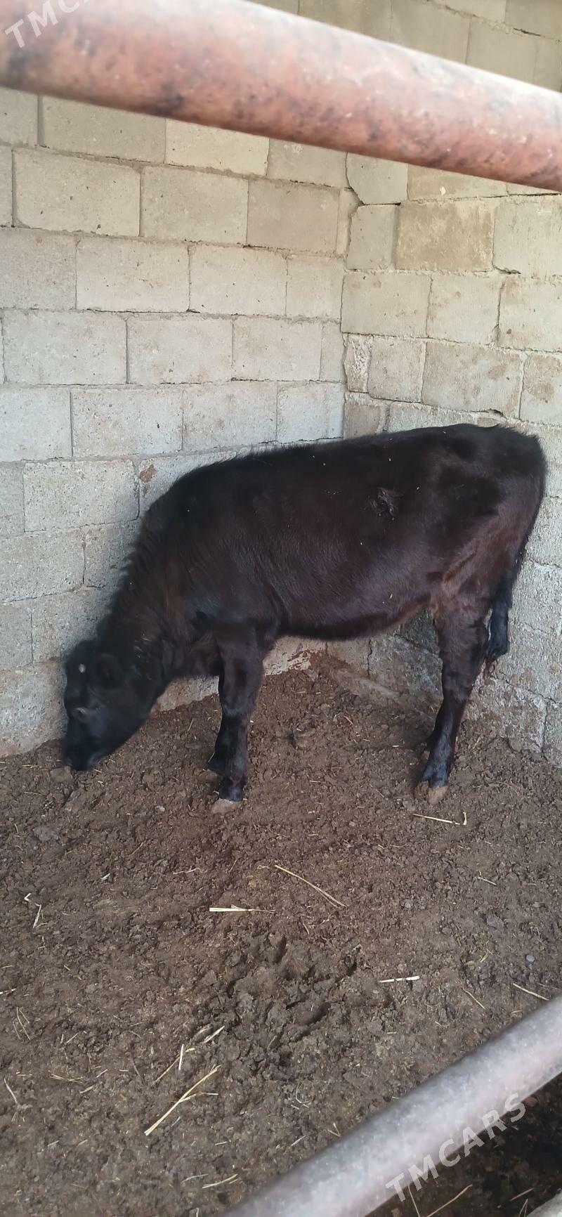 Tüwe - Чоганлы - img 2