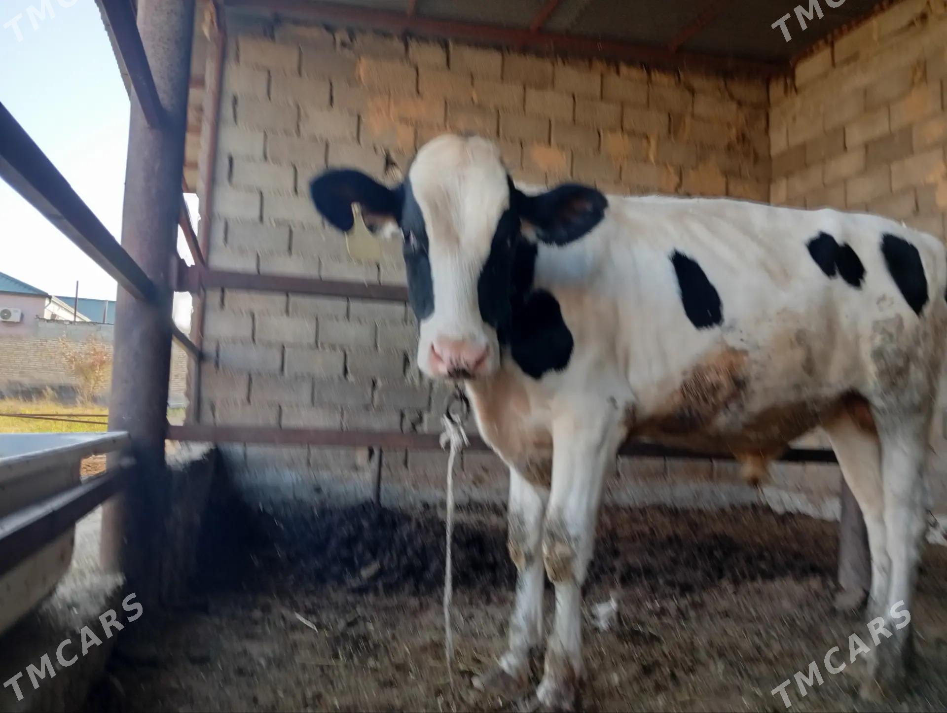 Гольштейн. ala öküz - Гёкдже - img 2