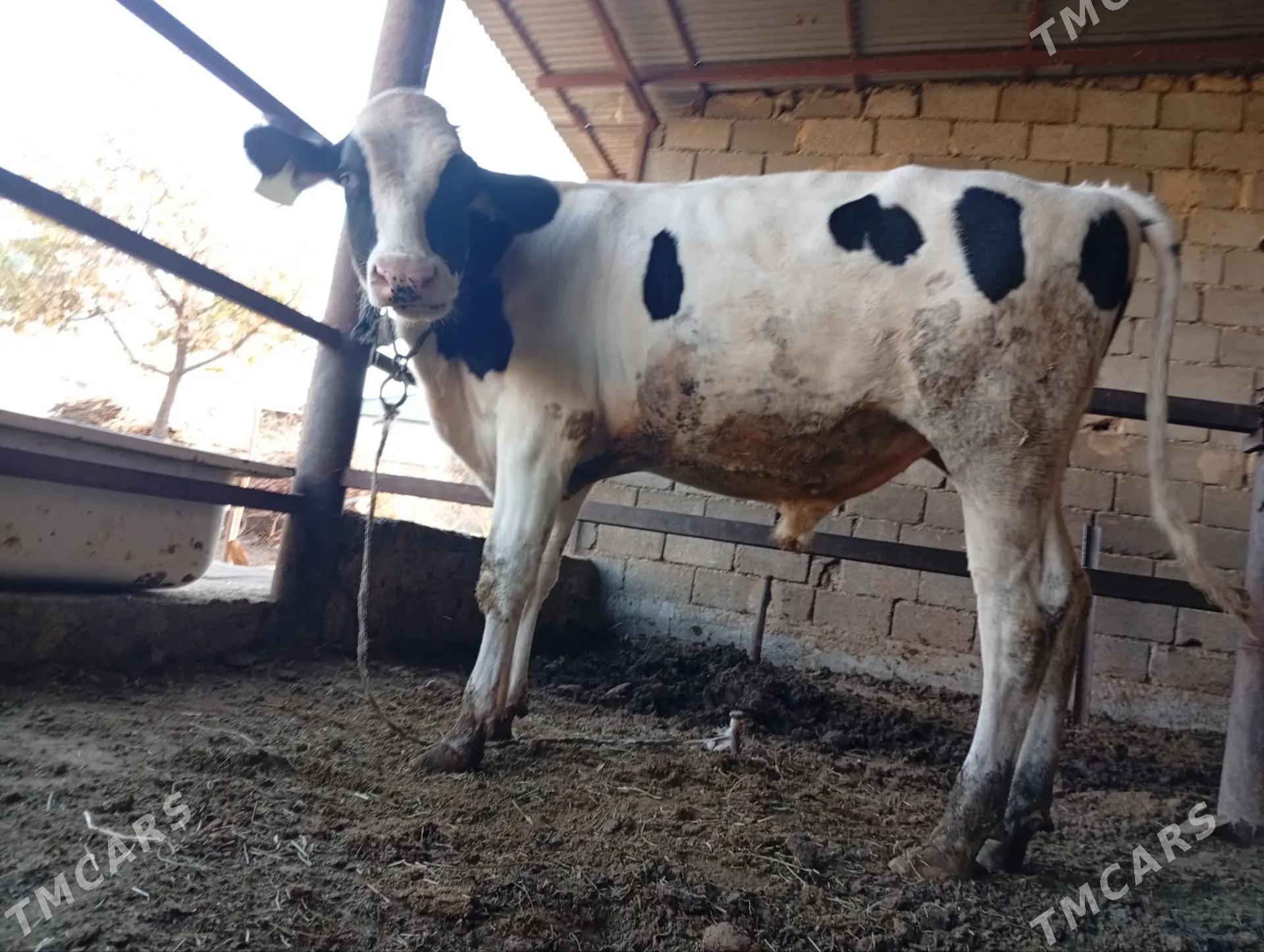 Гольштейн. ala öküz - Гёкдже - img 4