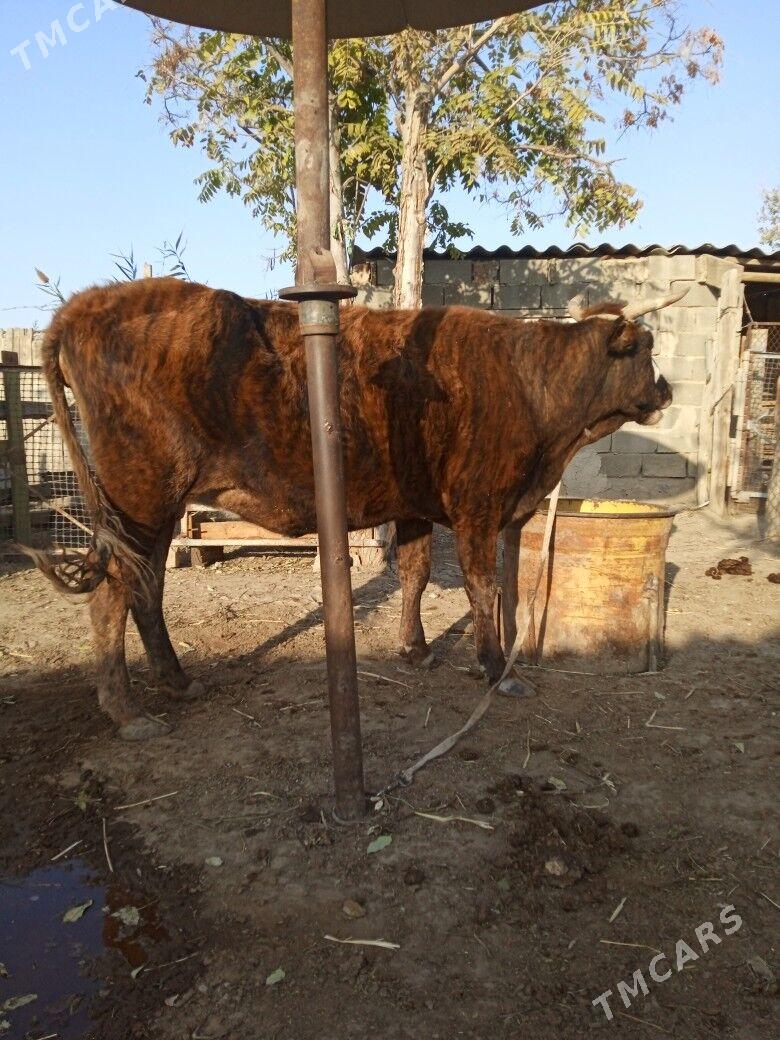 sygyr - Bereket - img 2