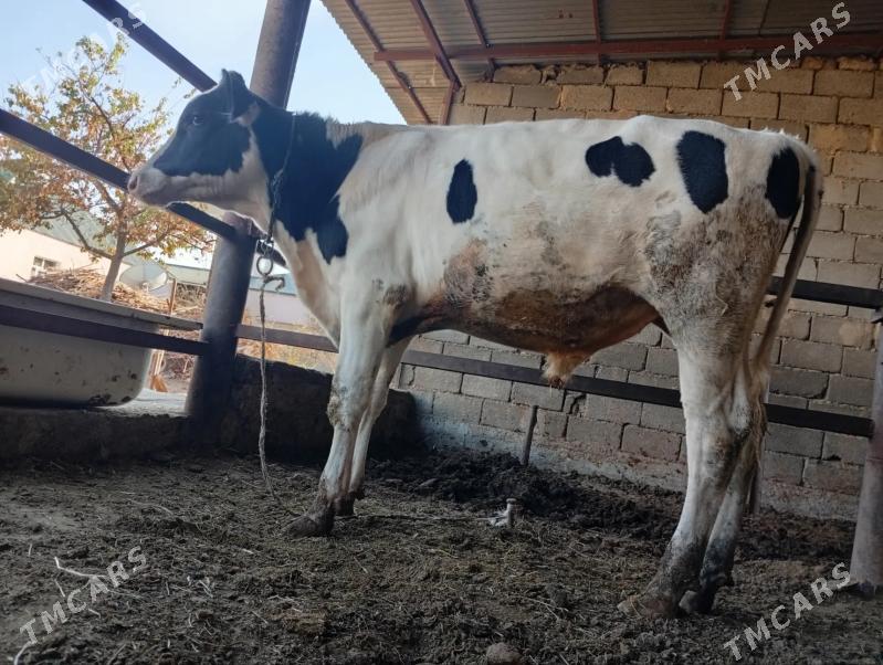 Гольштейн. ala öküz - Гёкдже - img 3