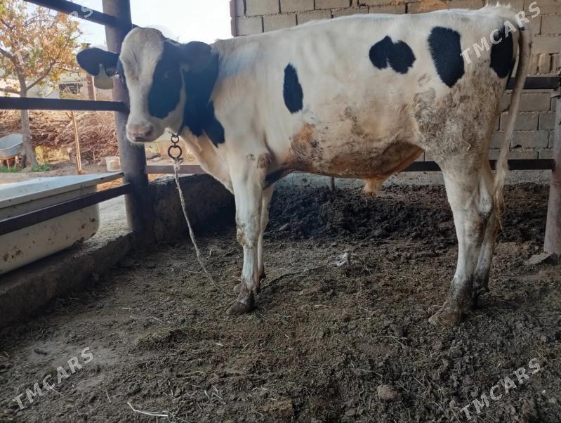 Гольштейн. ala öküz - Гёкдже - img 5