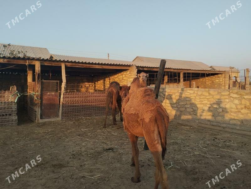 Düye - Esenguly - img 3