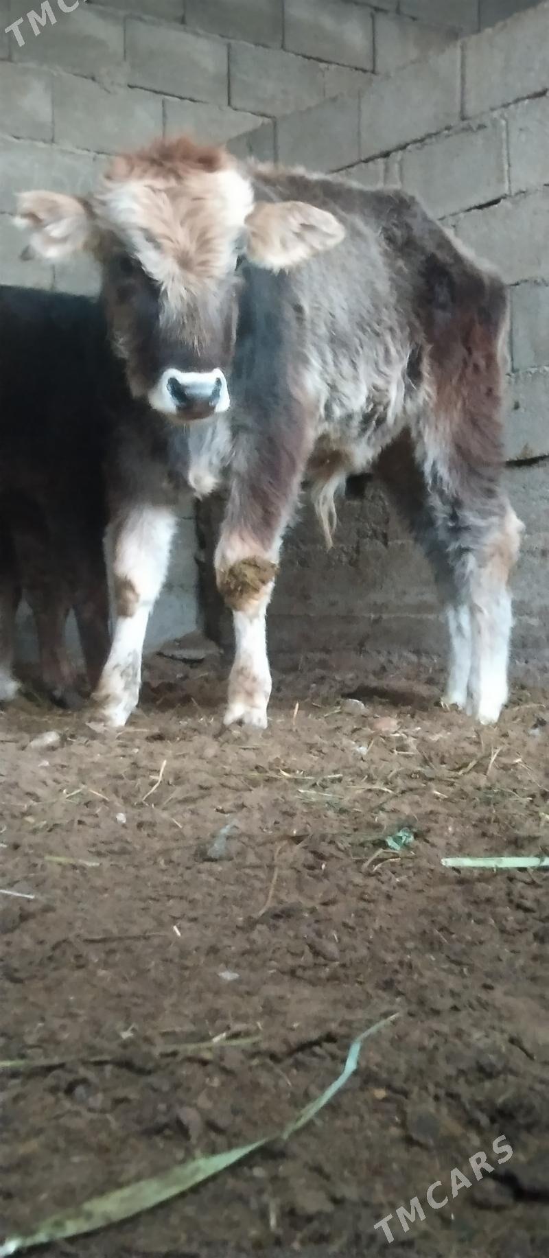 Şibes öküz we tüwe - Büzmeýin - img 4