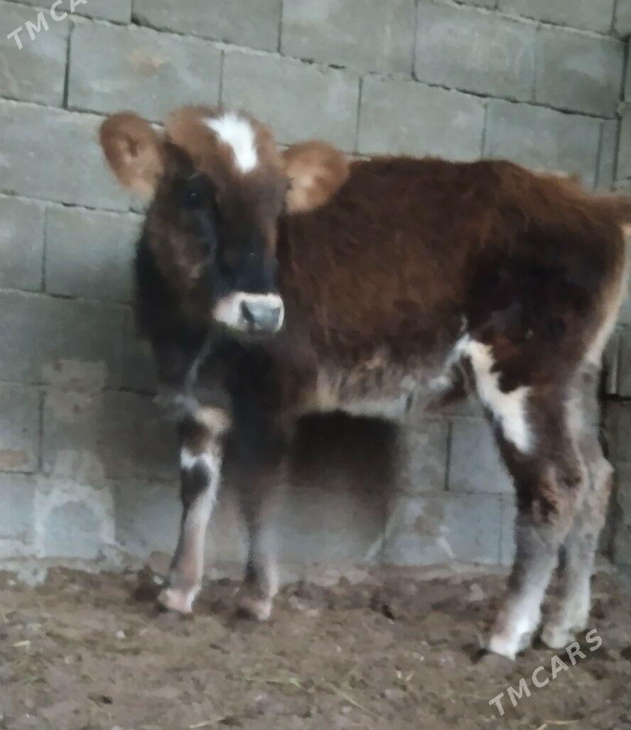 Şibes öküz we tüwe - Büzmeýin - img 2