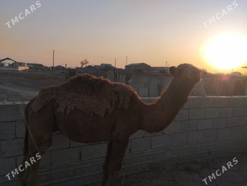 Düye - Esenguly - img 2