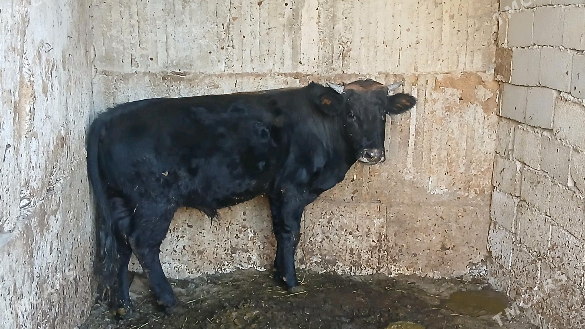 baklan duran öküz - Büzmeýin - img 2