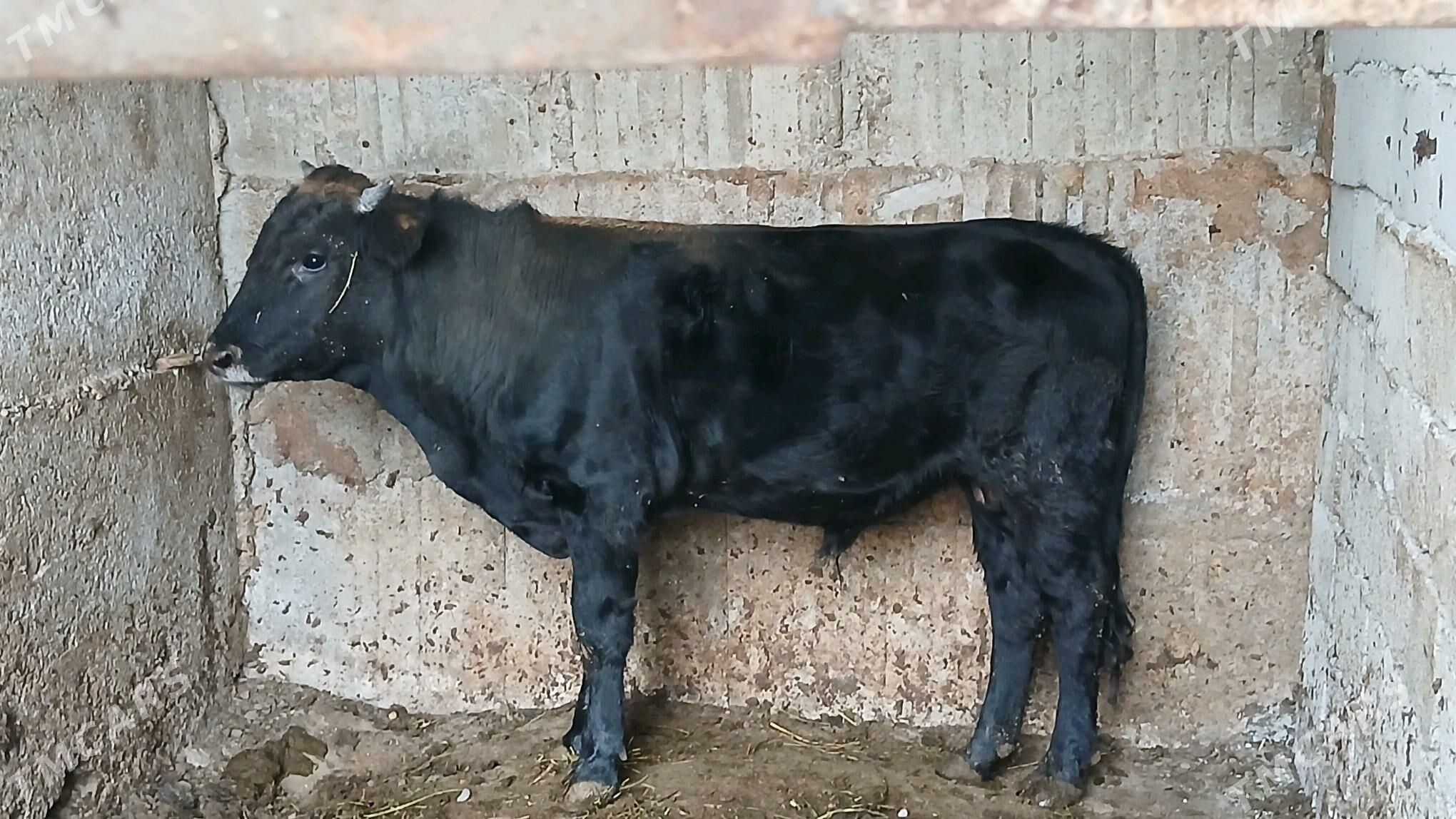 baklan duran öküz - Büzmeýin - img 3