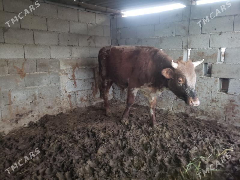 öküz - Aşgabat - img 4