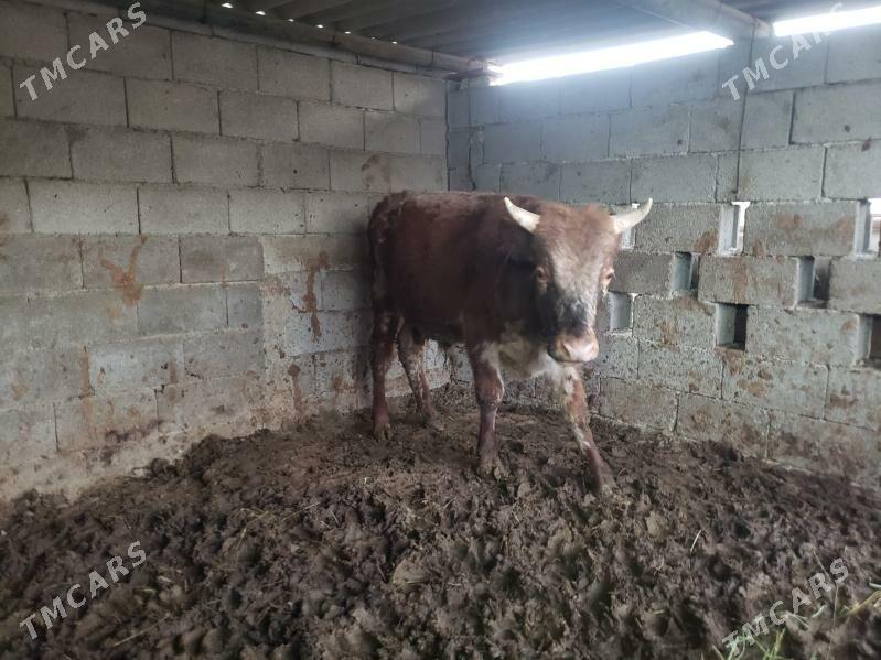 öküz - Aşgabat - img 3