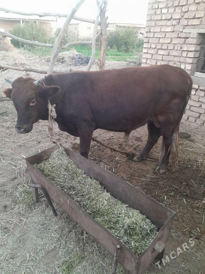 okuz - Babadaýhan - img 2