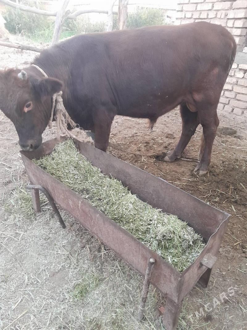 okuz - Babadaýhan - img 3