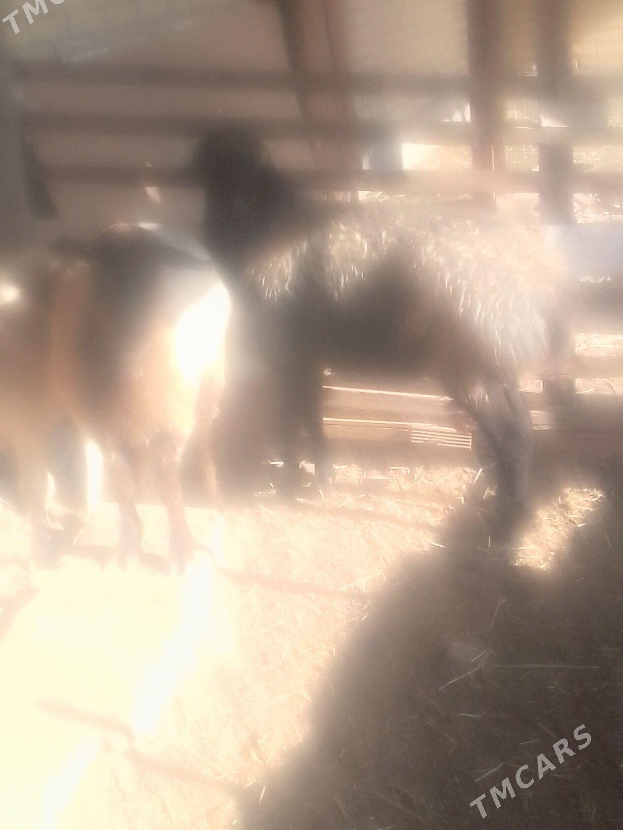 goc - Сакар - img 7