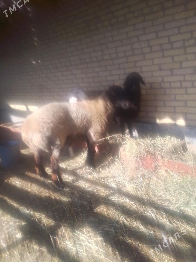 goc - Сакар - img 2