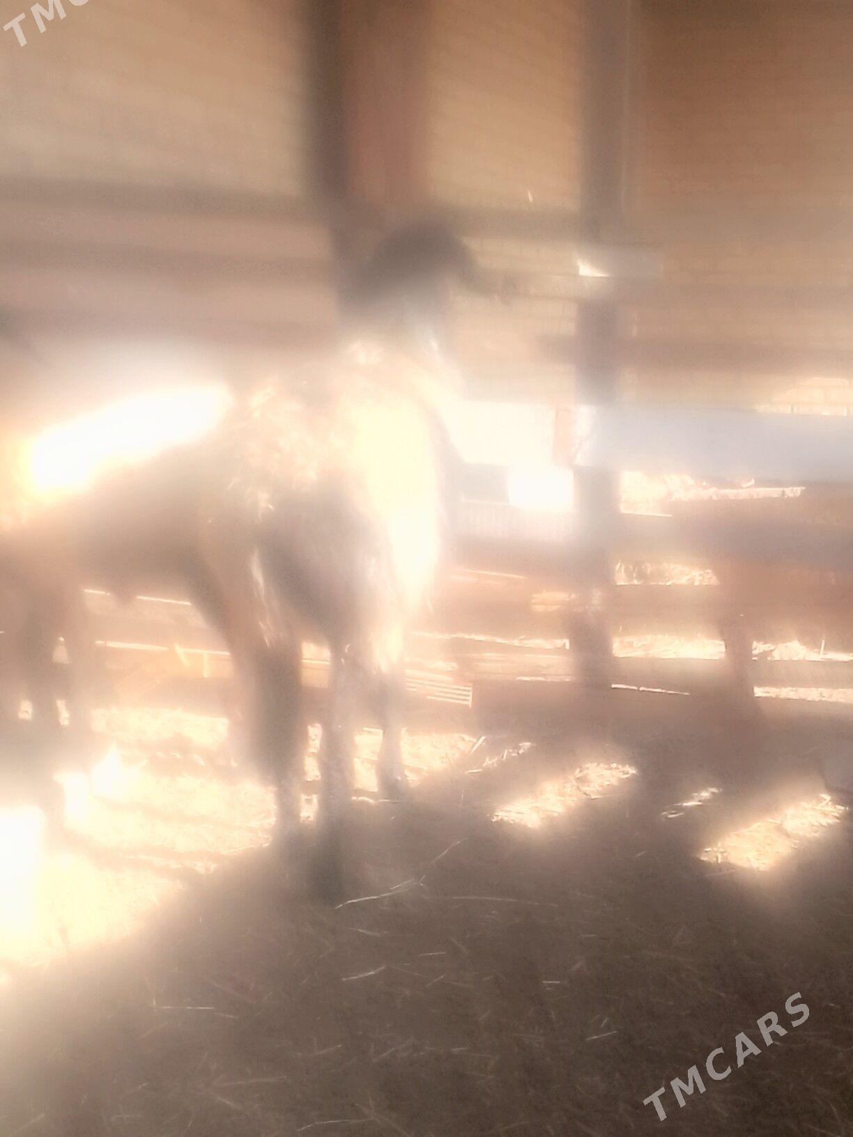 goc - Сакар - img 5