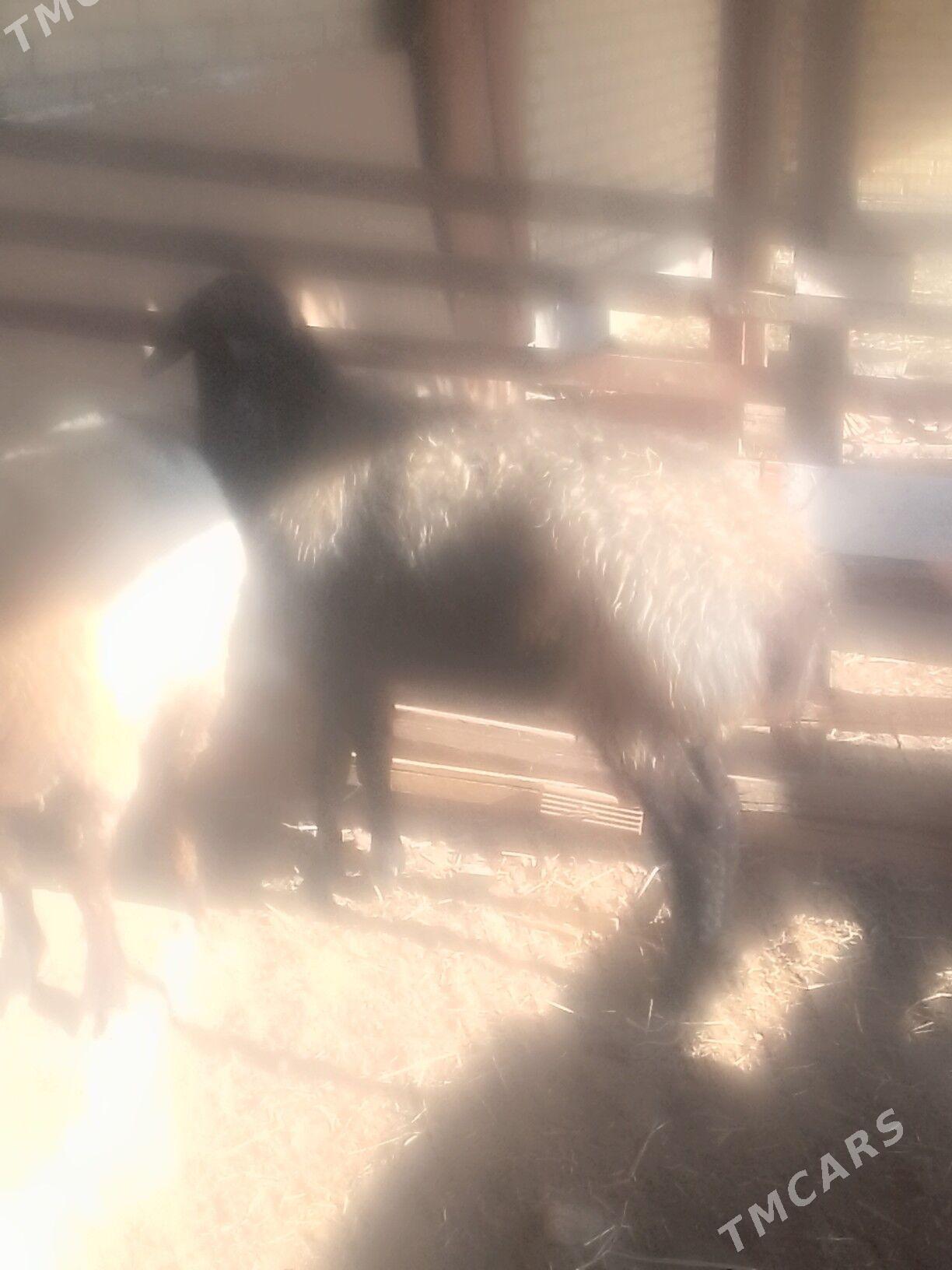 goc - Сакар - img 10