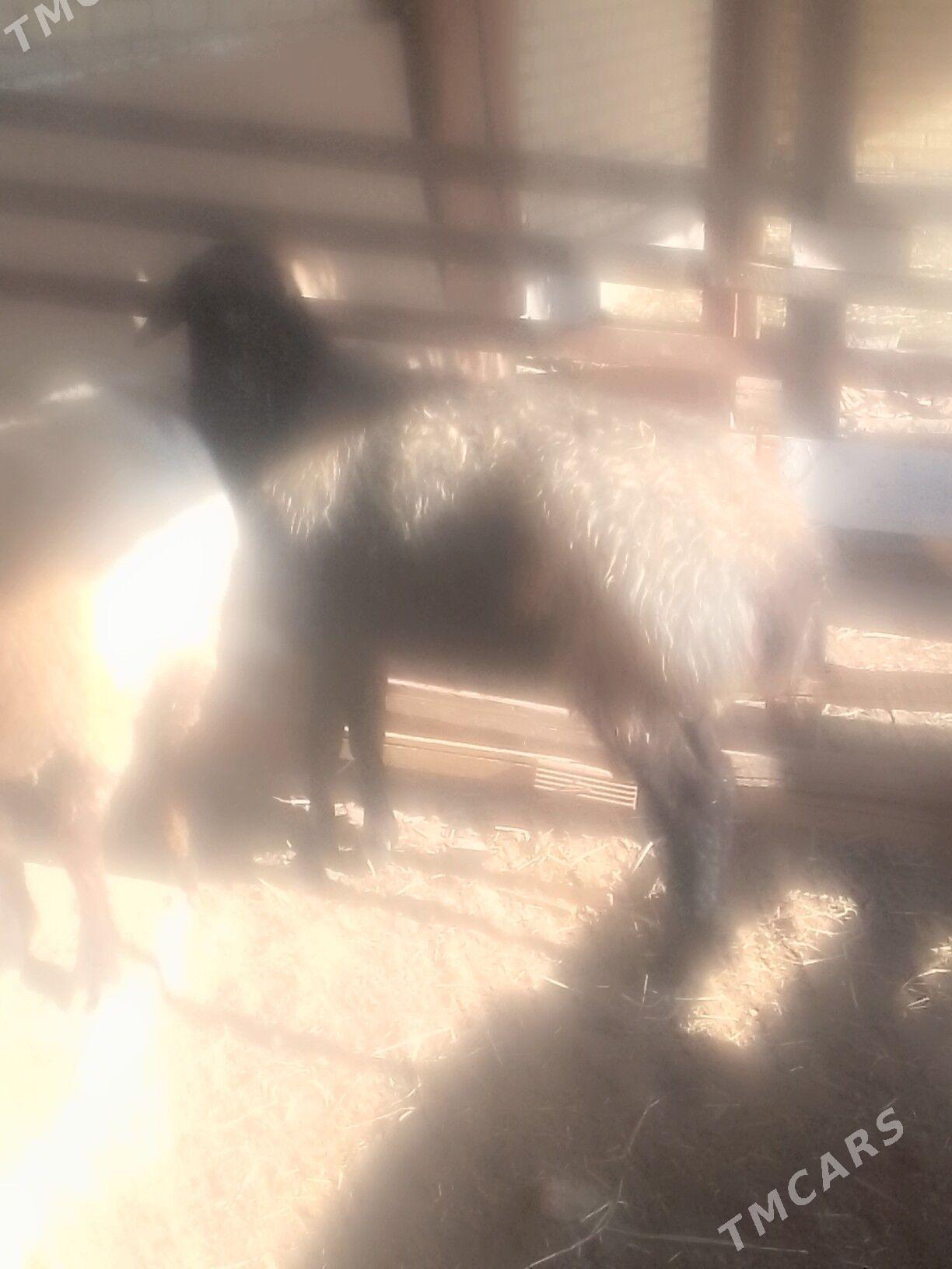 goc - Сакар - img 9