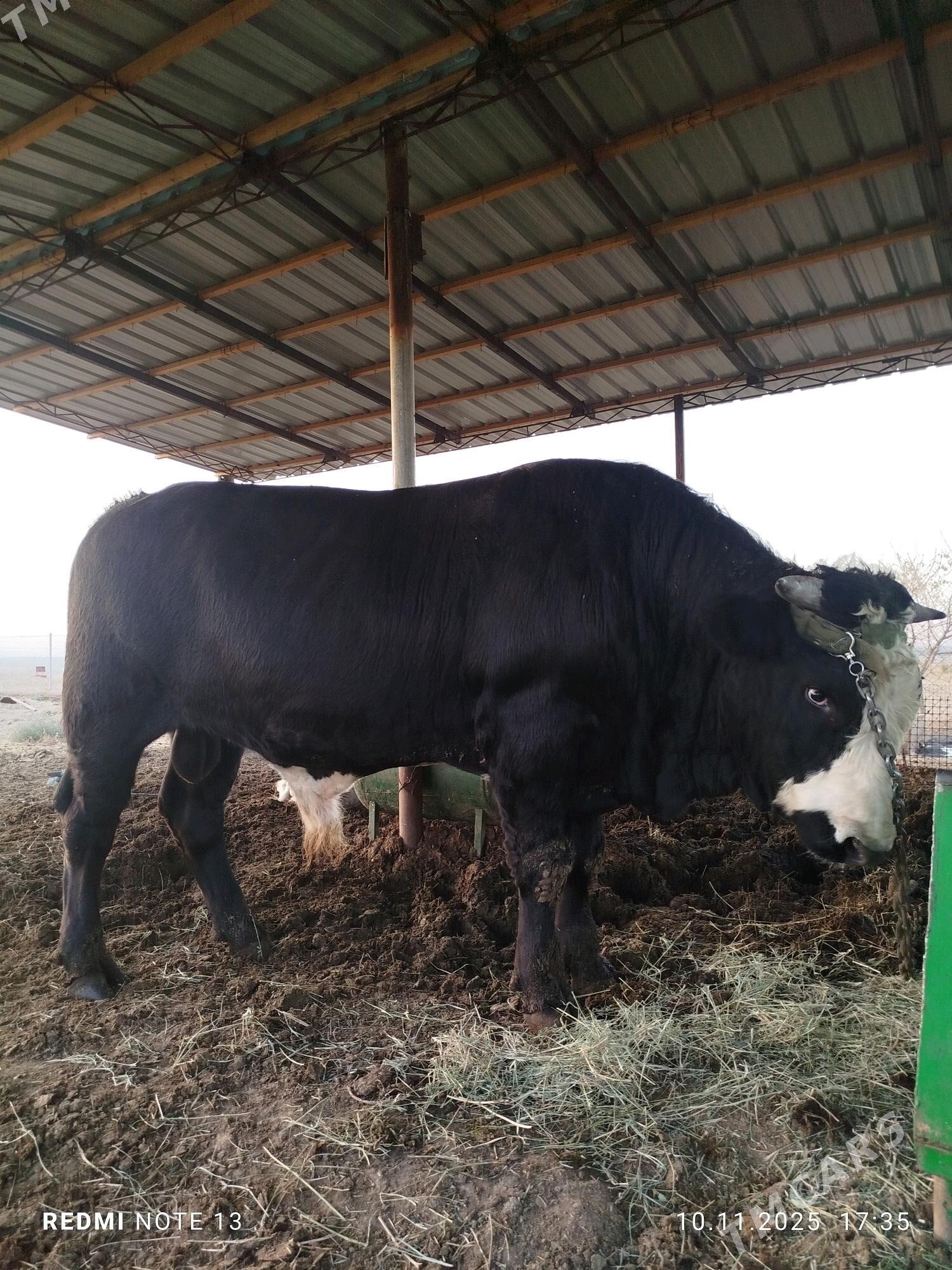 iki yasamadyk (okuz) - Анев - img 5