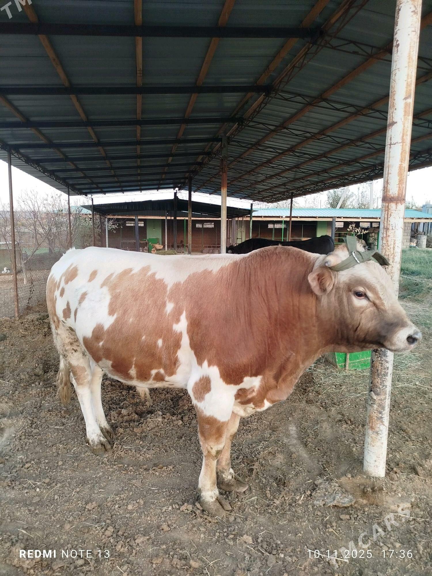 iki yasamadyk (okuz) - Анев - img 2