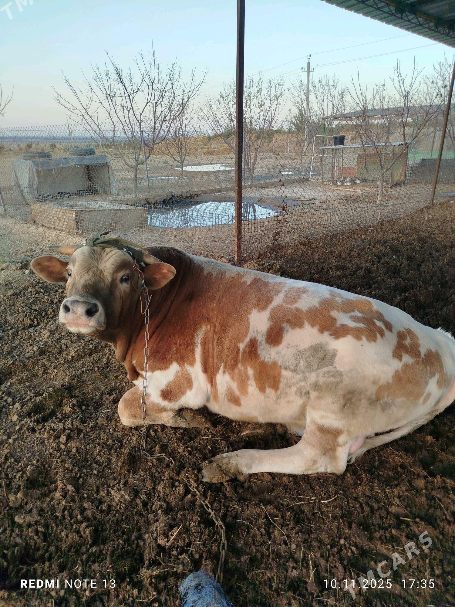 iki yasamadyk (okuz) - Анев - img 4