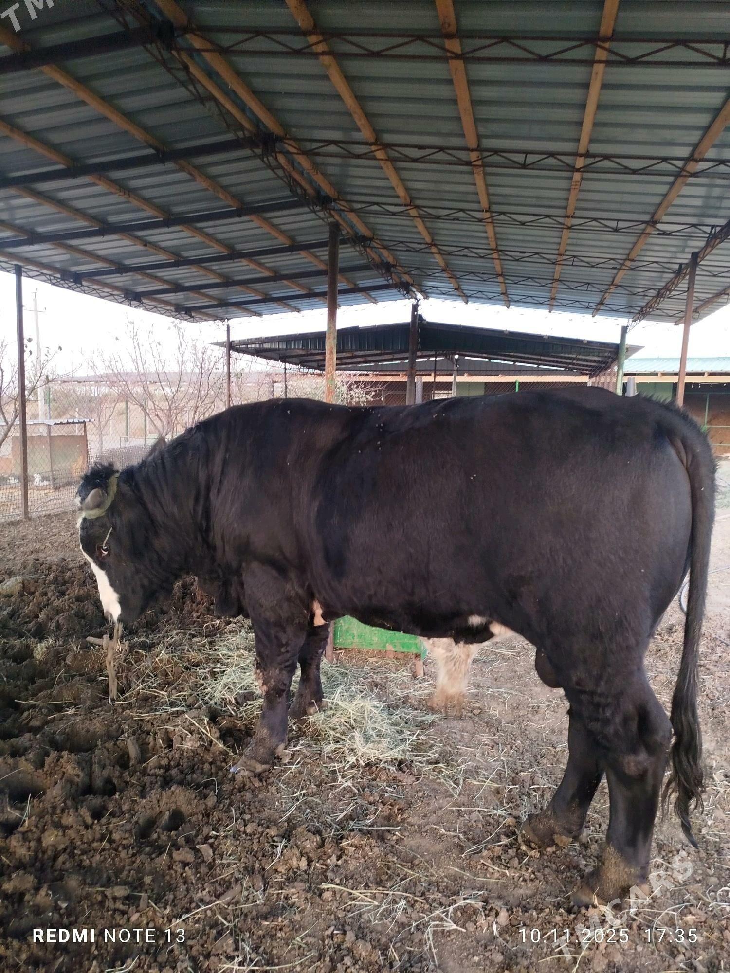 iki yasamadyk (okuz) - Анев - img 3