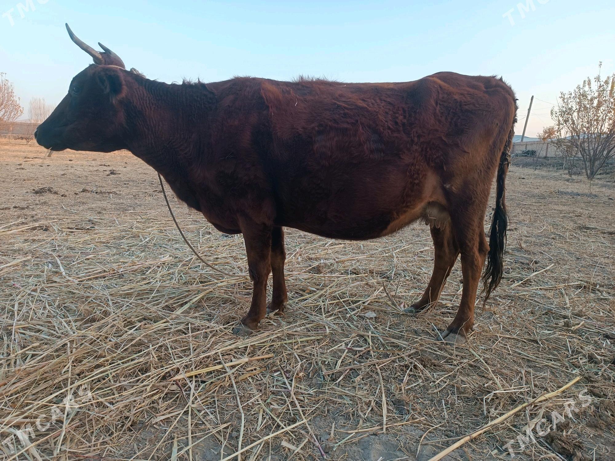 sygyr - Губадаг - img 3