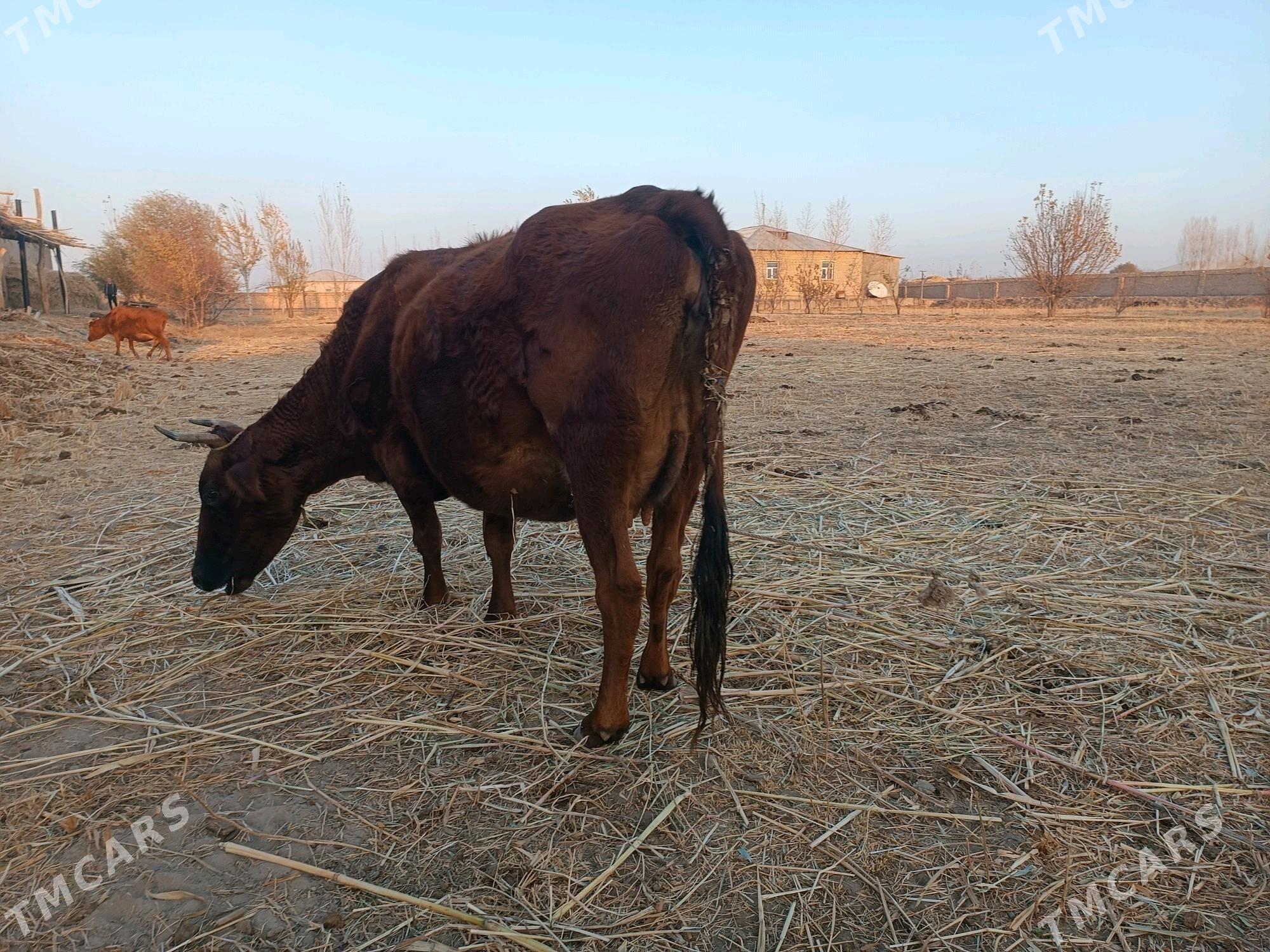 sygyr - Губадаг - img 2