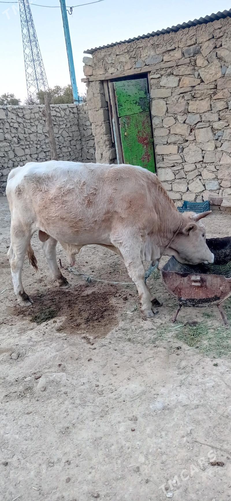 Okuz - Bäherden - img 2