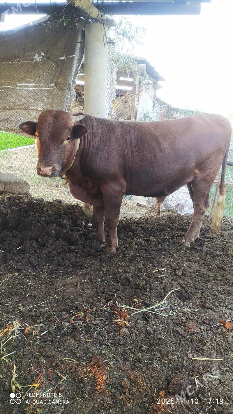 okuz - Wekilbazar - img 2