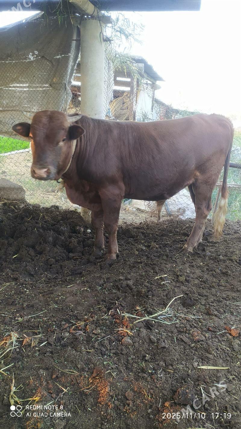 okuz - Wekilbazar - img 1