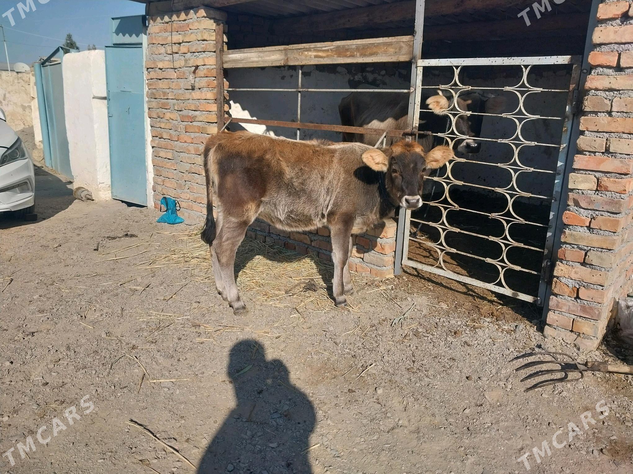 şwes göleli sygyr - Bäherden - img 3