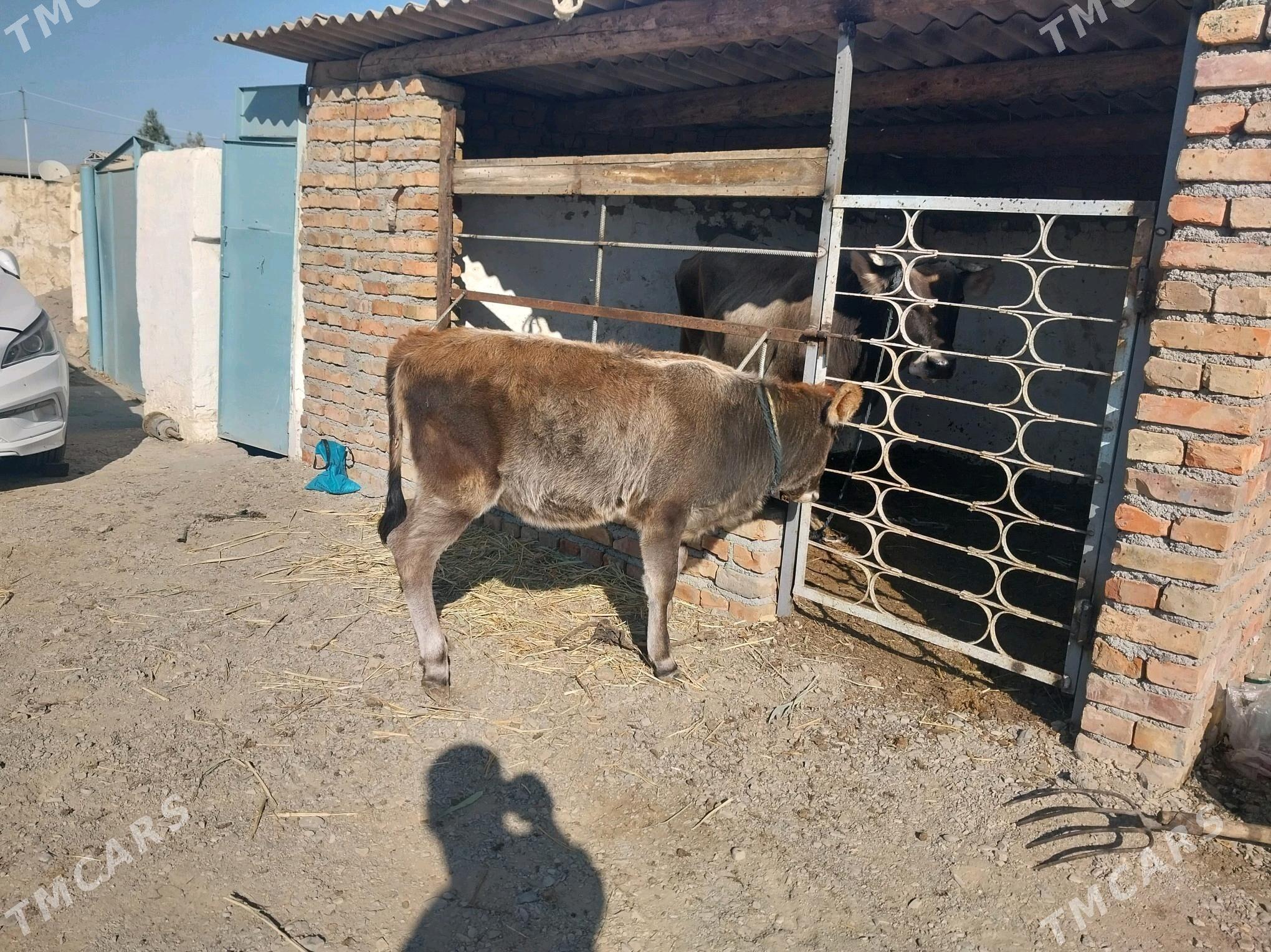 şwes göleli sygyr - Bäherden - img 4