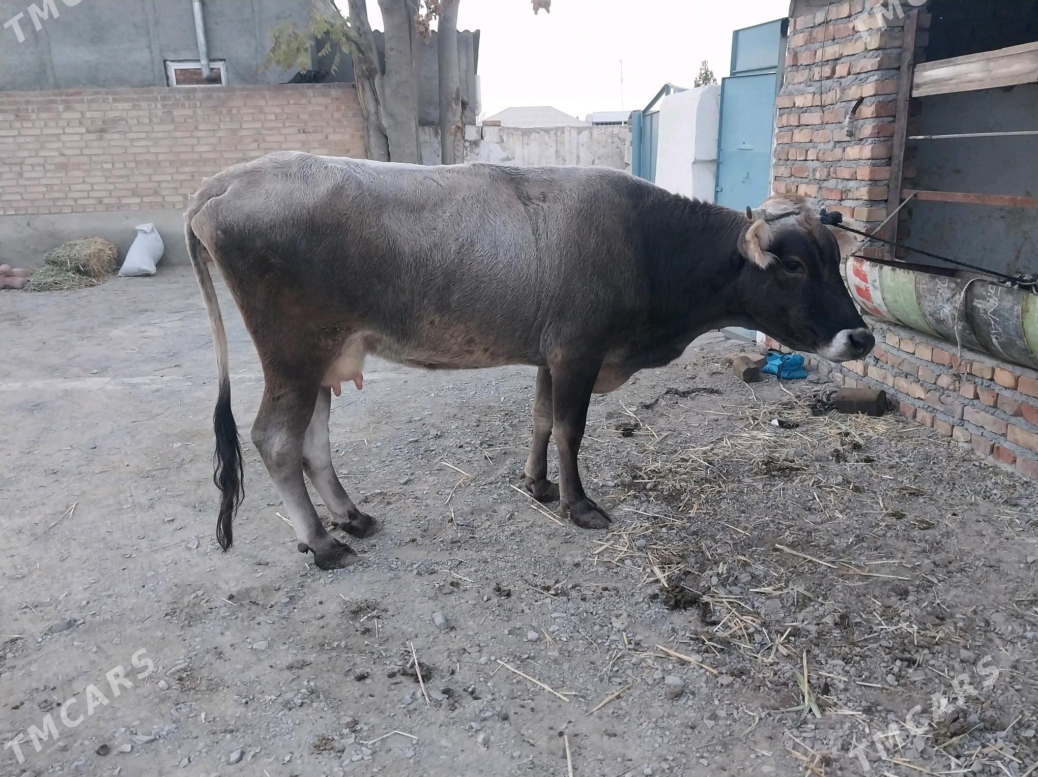 şwes göleli sygyr - Bäherden - img 2